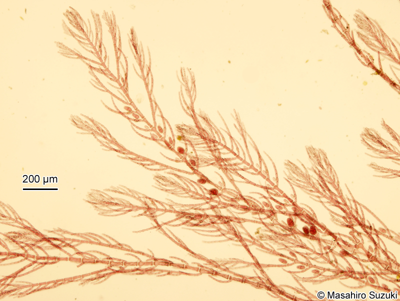 ホソガサネ Antithamnionella spirographidis